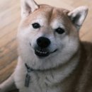 튼튼동물병원 이미지