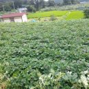 신정리(더리미) 이미지