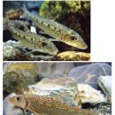 척삭동물문-조기강-잉어목-잉어과-참마자 이미지