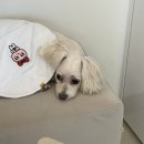 이쁘다 멍 이미지