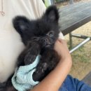 신대충전소 화장실 | 광교호수공원 애견놀이터(feat.신대호수) 후기와 모든정보