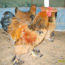 계두농장 이미지