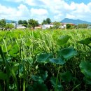 가야로L | 김해 신점 용한 곳 방울동자 l 숨막히던 연애에서 벗어나다