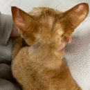 퍼스동물병원 이미지