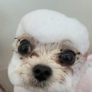 멍멍회관 이미지