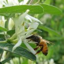 벚나무속의 양벚나무(Prunus avium)를 인동속의 물앵도나무(Lonicera ruprechtiana)로 잘못 사용!!! 이미지