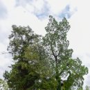 개랑 나들이 이미지