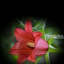 햇살아래