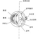 안구 후부의 질환: 선천성(Posterior Segment Disorders: Congenital) 이미지