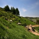 가나안목장 이미지