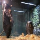 미국12일차250802 mann useum및 Montgomery zoo 이미지