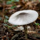 노란대주름버섯 Agaricus moelleri Wasser 이미지