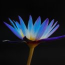 늦게 피는 꽃 이미지