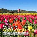 바람개비 조형물 | 2026 창녕 낙동강 유채축제 실시간 개화 상황 주차장 일정 초대가수(4/7 방문 후기)