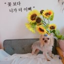 꽃보다 멍 이미지