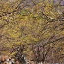 지리산산수유 이미지