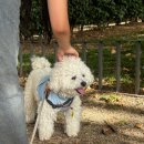 왕궁떡집 - 부천시 소사구 심곡로 82-1 | [마드리드 어학연수] 24-25주차 이 게시물을 보면 축하한다고 해주세요