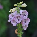 꽃이야 나무야 파주 이미지