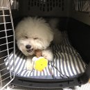 강아지 꼬야 이미지