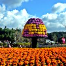 충남태안 코리아플라워파크 가을꽃축제 이미지
