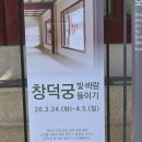 흰민들레소식 | [일상기록] 2026년 봄 🌸 꽃 구경가요~1탄(in 창덕궁 홍매화등, 경복궁 그리고 국립고궁박물관)