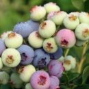 오암농장 이미지