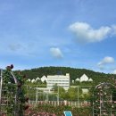 CU 조대정문점 | 광주 5월 가볼 만한 곳 🌹 조선대학교 장미축제 미리 다녀온 후기 (+개화상황)