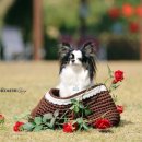 댕댕라운지 이미지