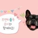 통일애견 이미지