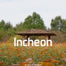 시립파크드림어린이집 | 인천드림파크 야생화단지 국화축제 가을 꽃구경 축제 볼거리
