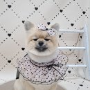 오도르봉 이미지