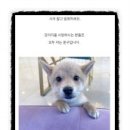 도그마루 강아지고양이 안양점 이미지