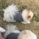 마오홍홍