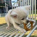 타타스베이글 평택용이점 | 🥯 [경기도/평택] 반려견 동반, 잔디밭에 뛰어놀 수...디저트 맛집 카페 솔직후기!! "타타스베이글 용이점"