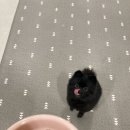 치즈 애견유치원&애견호텔 이미지