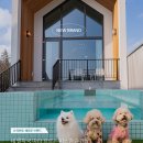 DOG채 애견스테이 네이버블로그