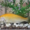 황쏘가리 이미지