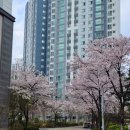 소사벌지구우미린센트럴파크 정문 | 평택 소사벌지구 우미린 센트럴파크 조경 전정