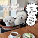 새오 | 대구 중구 애견동반 가능 한 디저트 맛집🐶 ‘새오 파티세리’🍰