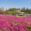 철쭉동산 이미지