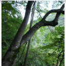 [20120714]홍천 백우산 산행 後 용소계곡 숲길 트레킹을 다녀오다 - 3부