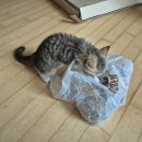 아지&냥이 이미지