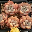 마녀아이스크림