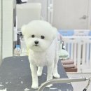 인천 송도 애견미용실 찾는다면? 비숑 곰돌이 컷 만족 후기
