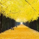 은행나무길 이미지