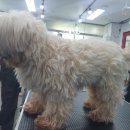 멍 삼촌 이미지