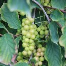 박종훈농장 이미지