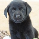 블랙말이 이미지