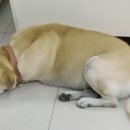 김성록동물병원 이미지