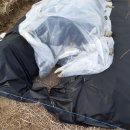 고일농장 이미지